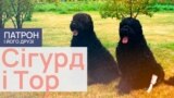 Dogs_Thumbs_09_Sig&Tor_PF